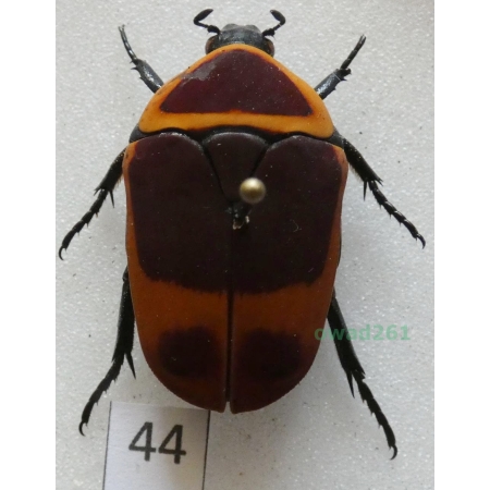 Pachnoda marginata peregrina Kolbe, 1906 ex. ovo Czad44